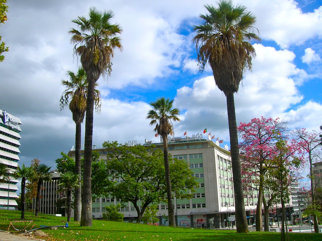 Lisbon palm trees