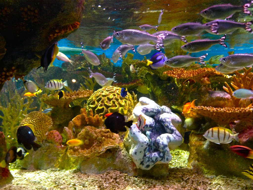 New England Aquarium