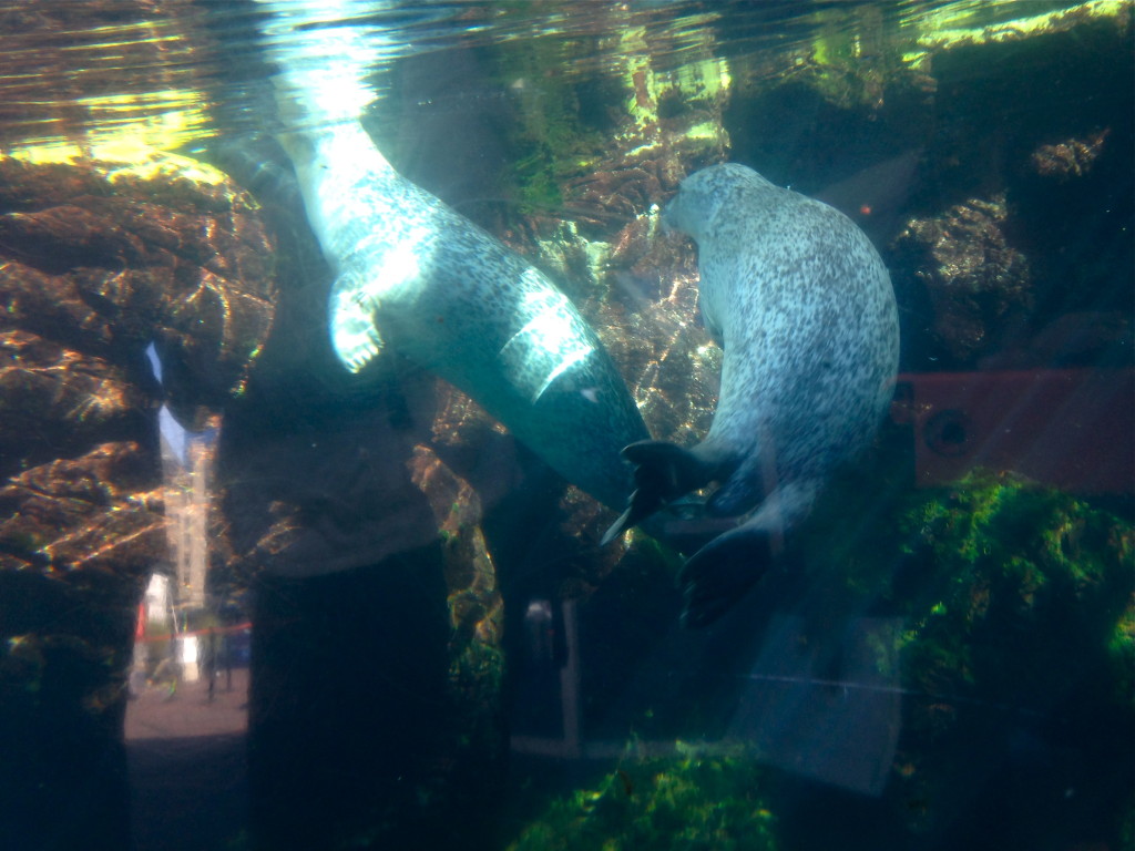 New England Aquarium