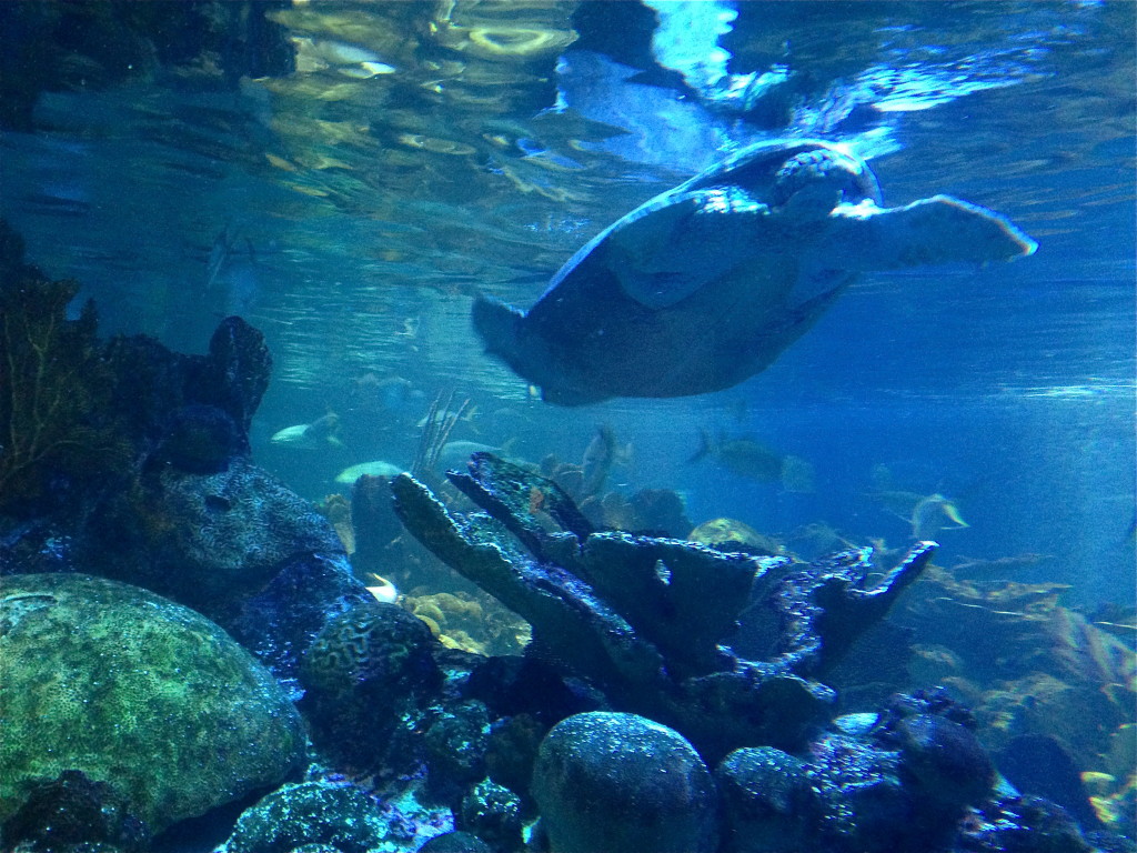 New England Aquarium