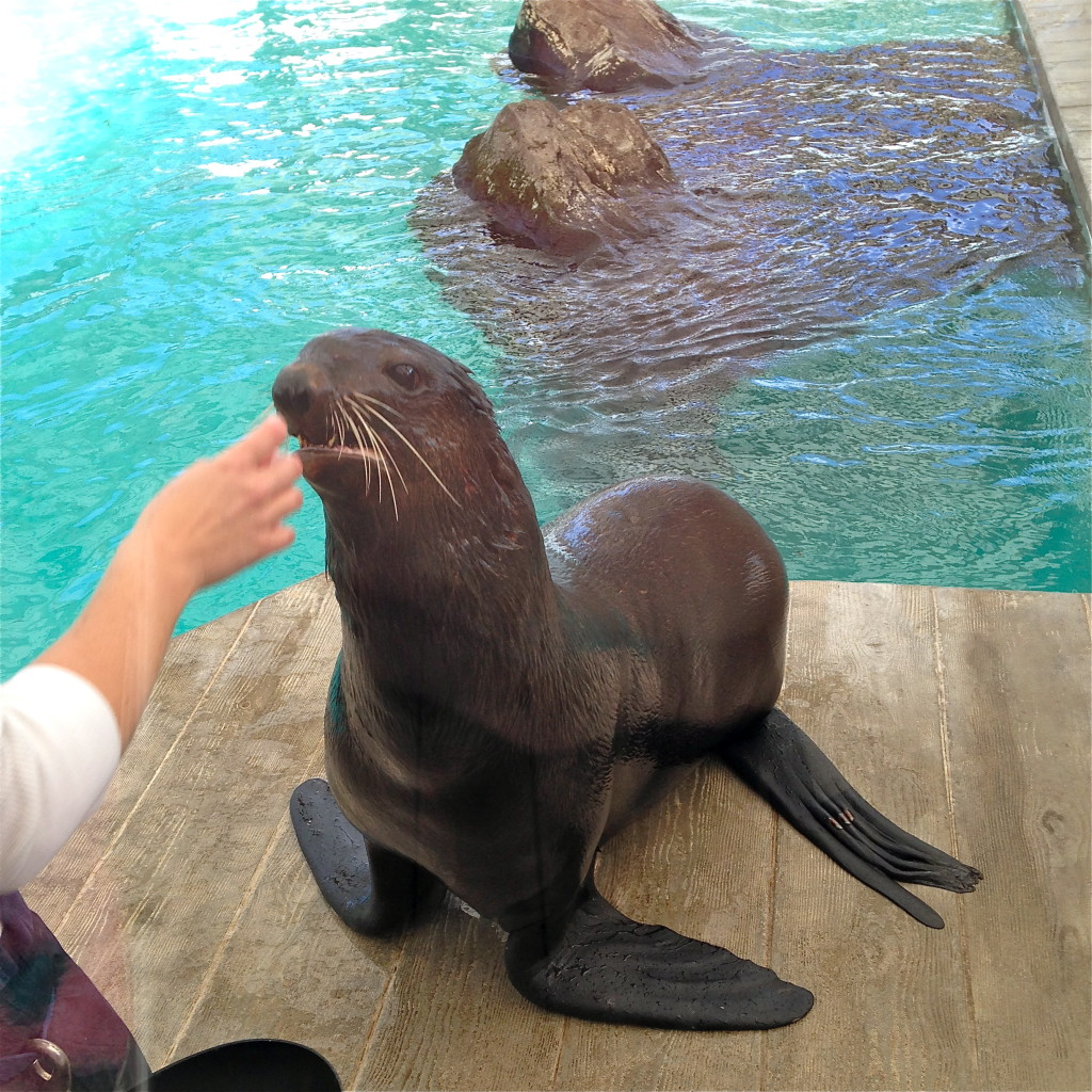 New England Aquarium