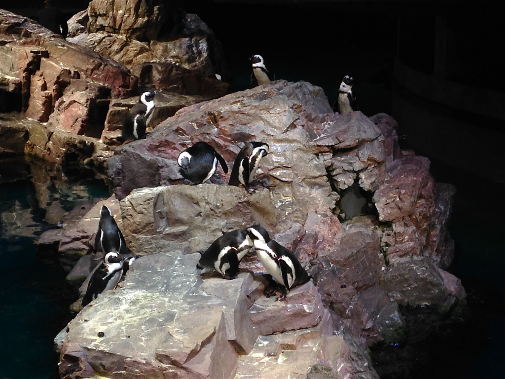 New England Aquarium