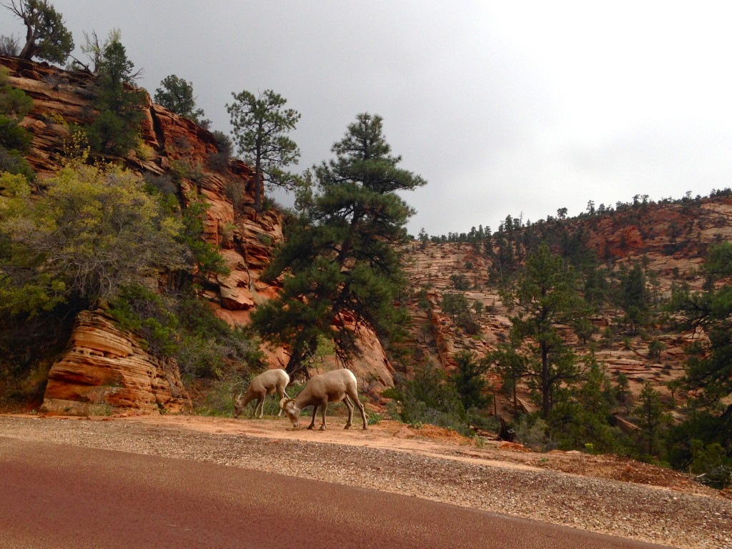 Zion National Park