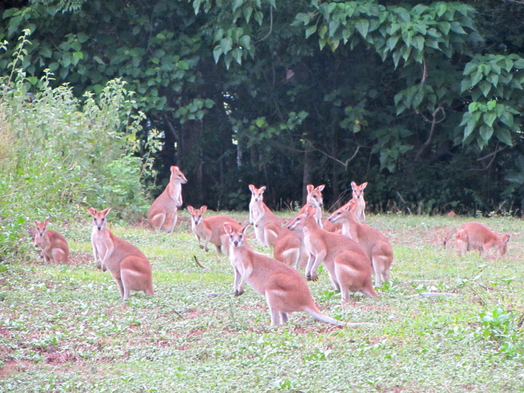 kangaroos