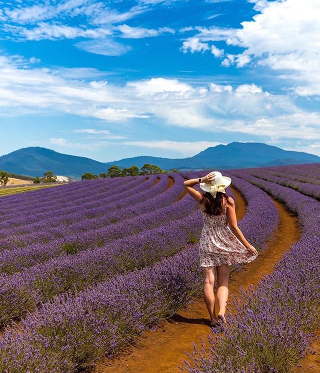 Bridestowe Lavender