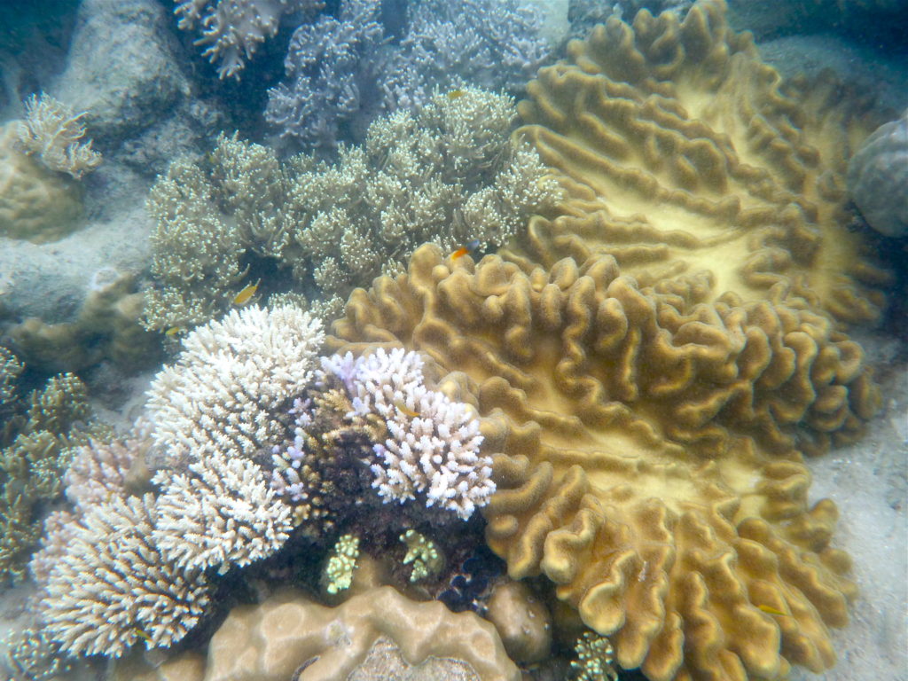 Great Barrier Reef