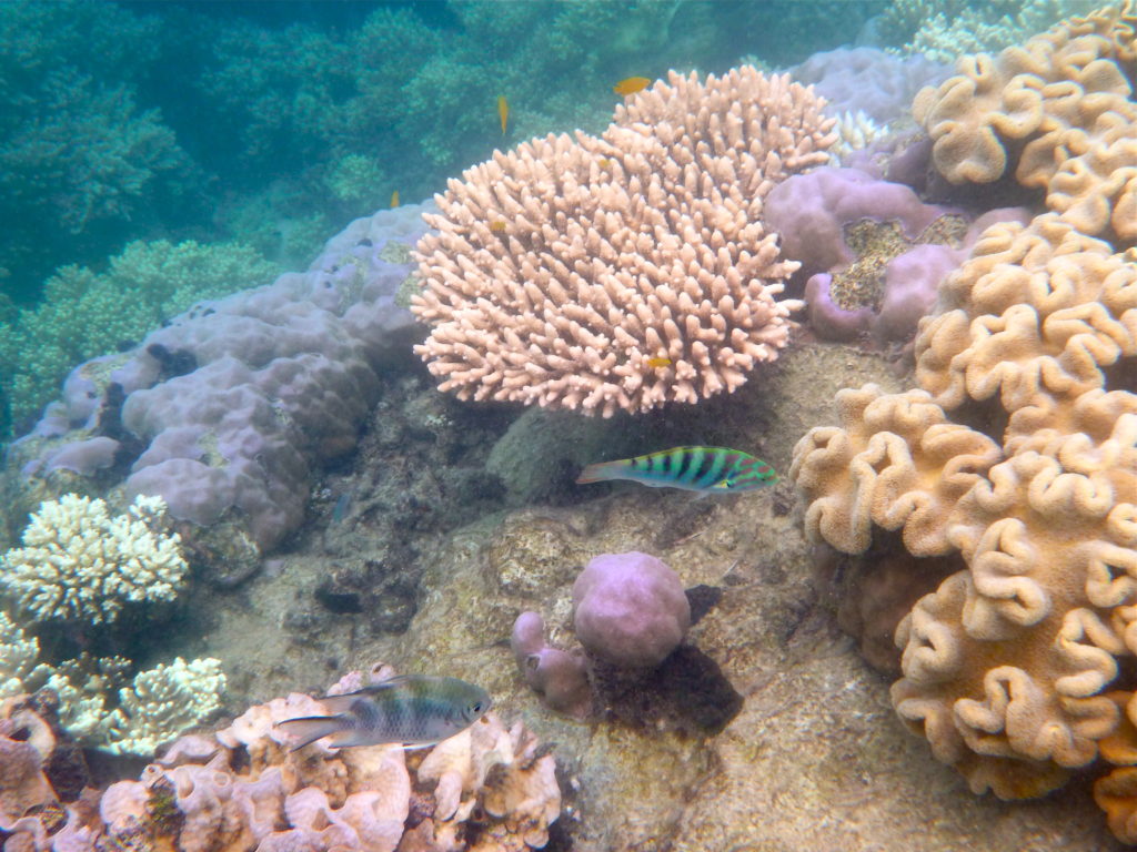 Great Barrier Reef