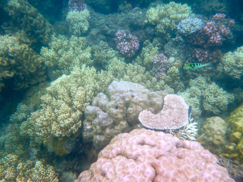 Great Barrier Reef