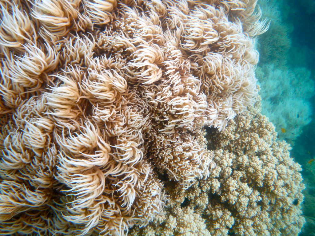 Great Barrier Reef