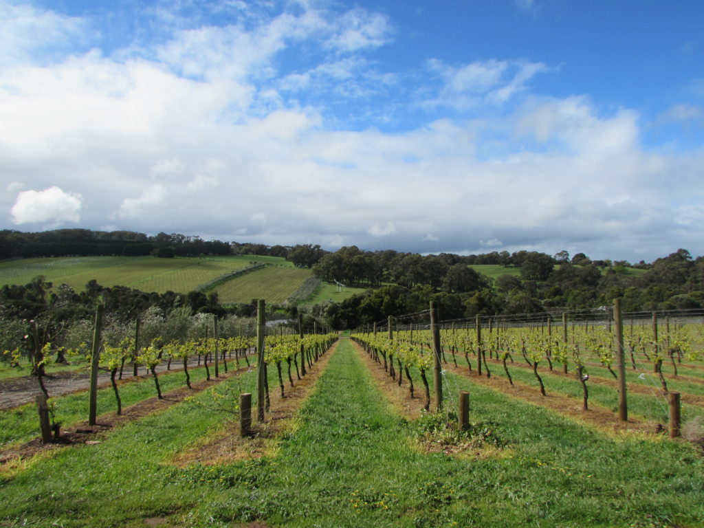 Montalto vineyard