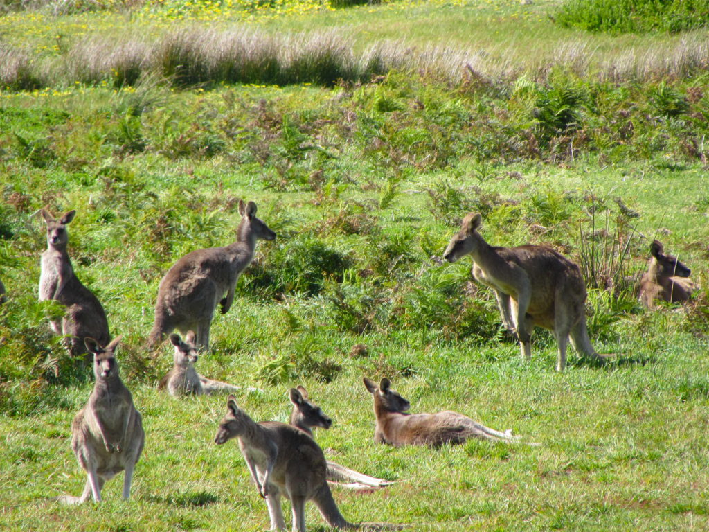 kangaroos