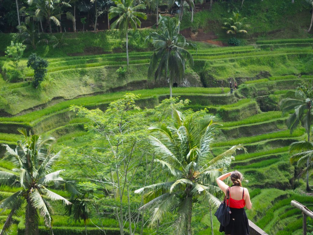 bali ubud rice terrace